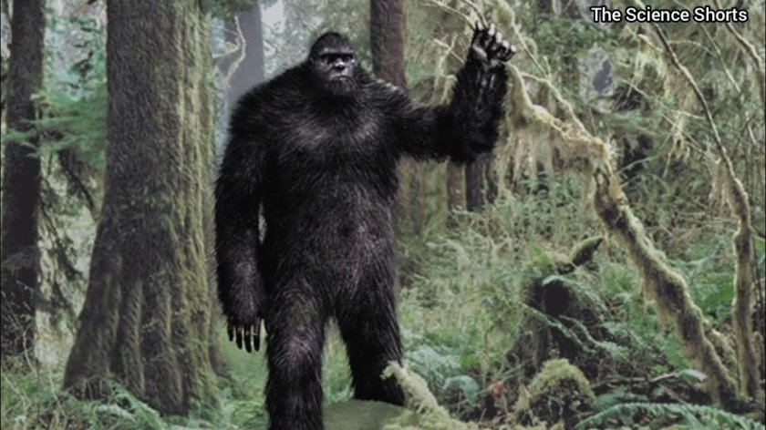 Йети бигфут снежный человек сасквоч