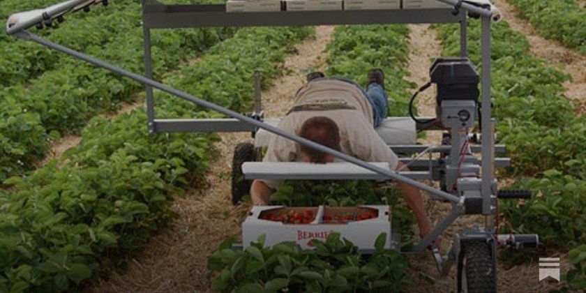 Тележка для сбора клубники