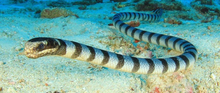 Морская змея Белчера