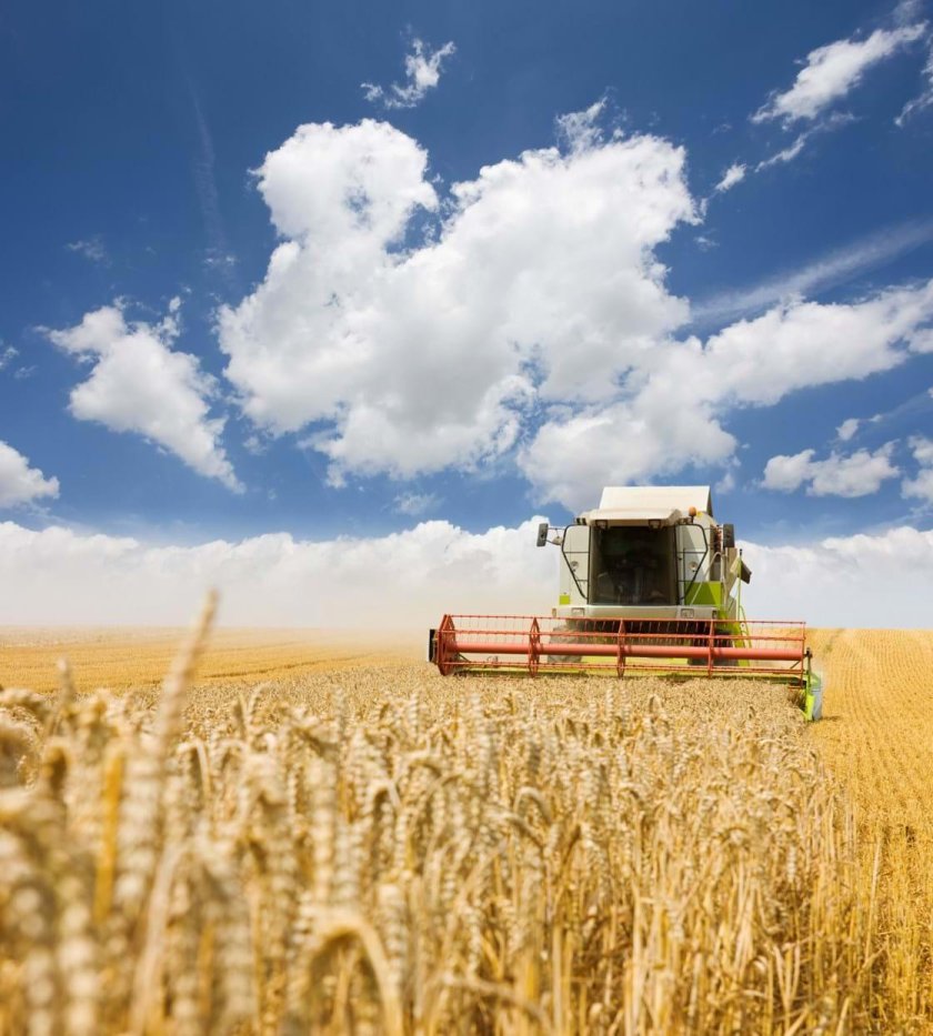 Пшеничное поле с комбайном