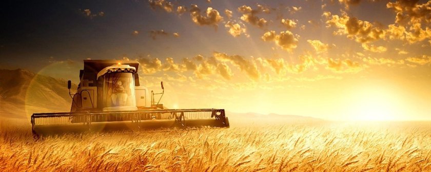 Пшеничное поле трактор