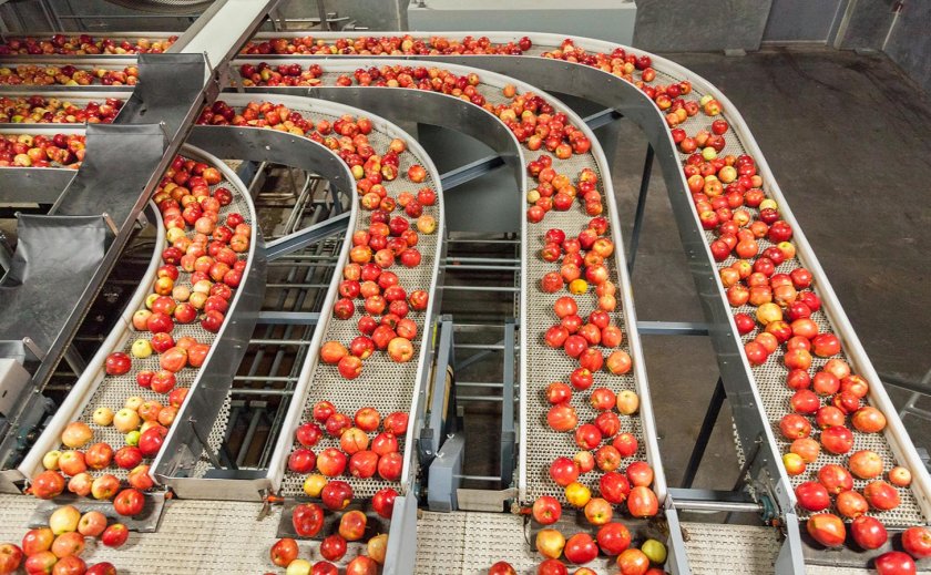 Сортировка яблок