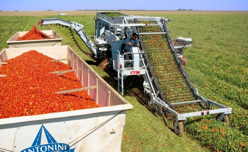 Томатоуборочный комбайн СКТ-2