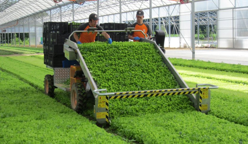 Капустоуборочный комбайн МКК-1