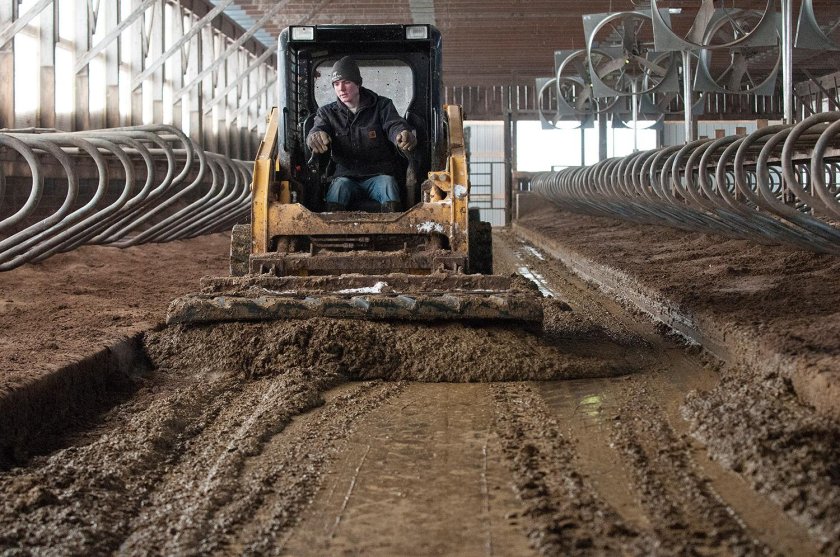 Уборка навоза в телятнике