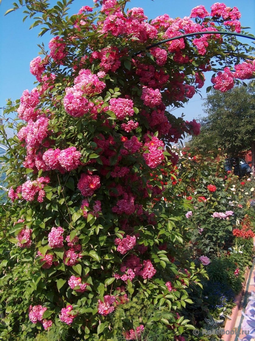 Плетистая Вартбург