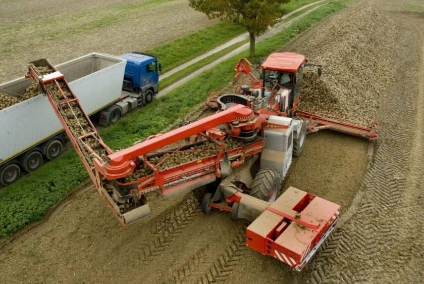 Holmer Terra Felis 2