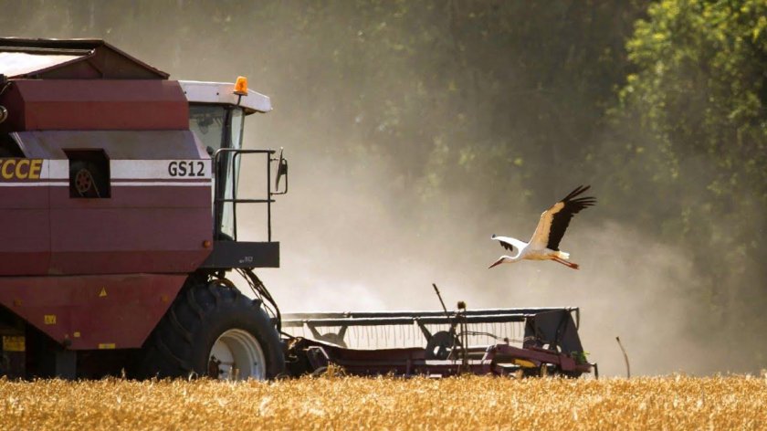 Комбайн убирает зерно