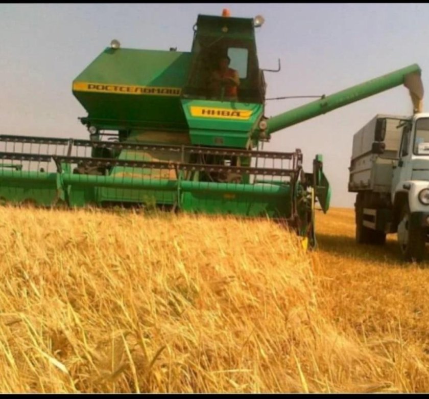 Комбайн убирает пшеницу