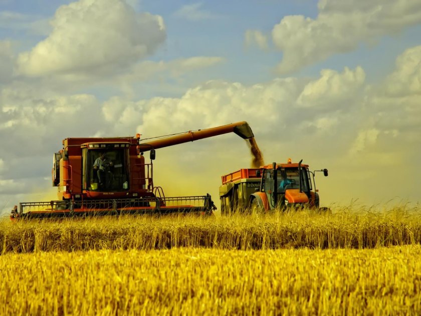 Уборка пшеницы комбайном Кубань