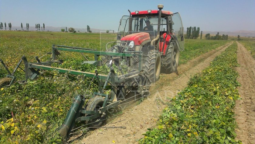 Уборка фасоли комбайном