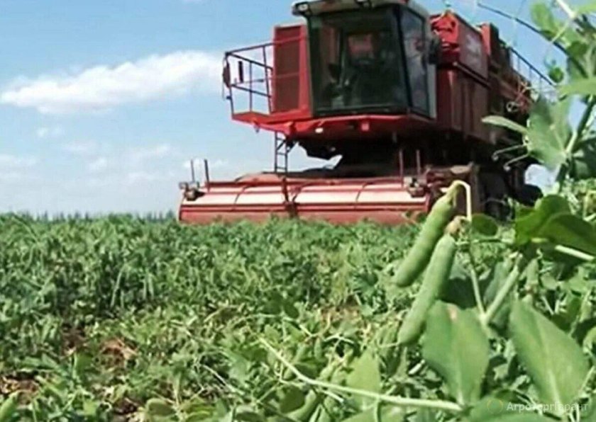 Уборка гороха прямым комбайнированием