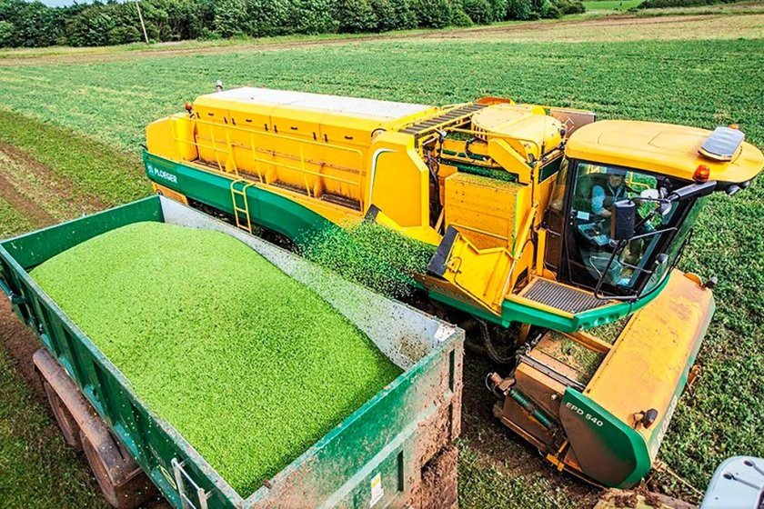 Уборка гороха комбайном