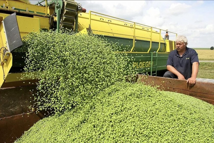 Сбор гороха