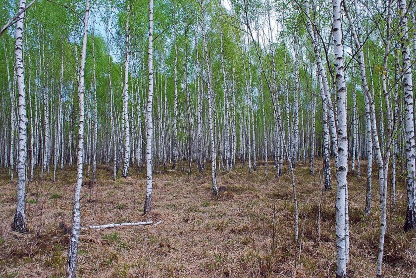 Молодой Березняк