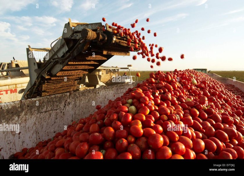 Комбайн для сбора помидоров