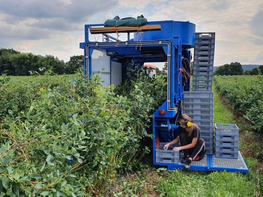 Комбайн для голубики