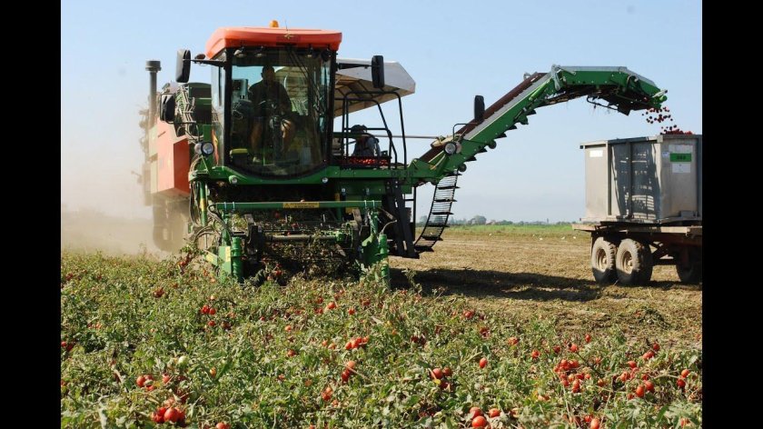 Томатоуборочный комбайн Guaresi g89