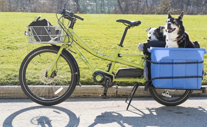 Перевозка собак на велосипеде