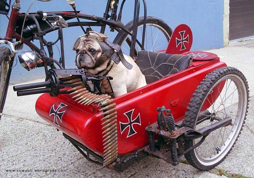 Собака в коляске мотоцикла