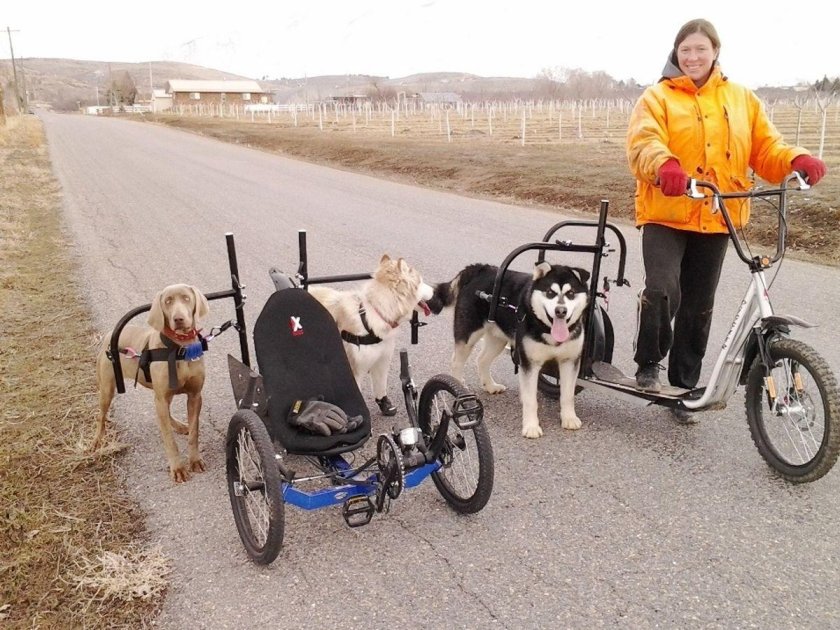 Дог скутеринг