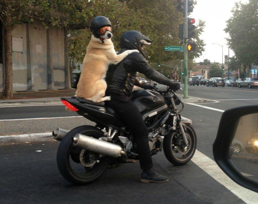 Пассажир на мотоцикле