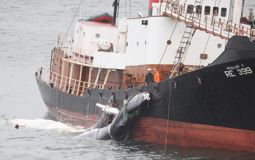 Китобойный промысел в Исландии