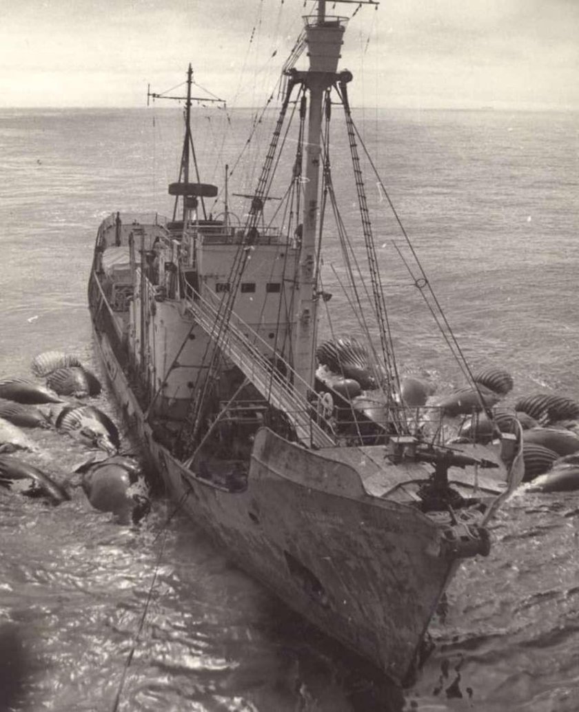 Китобои 19 века