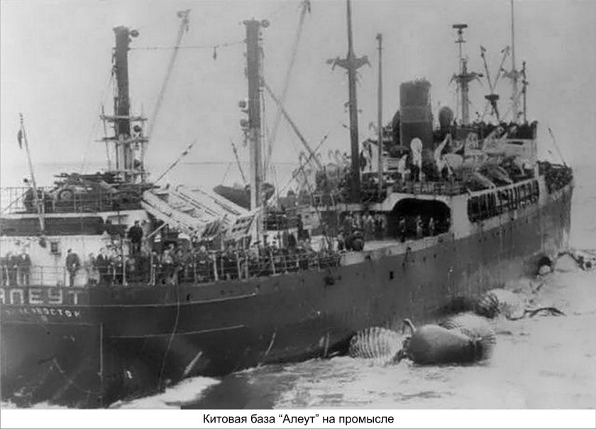 Китобойная флотилия Алеут