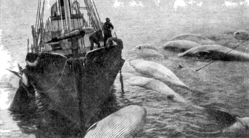 Китобои 19 века