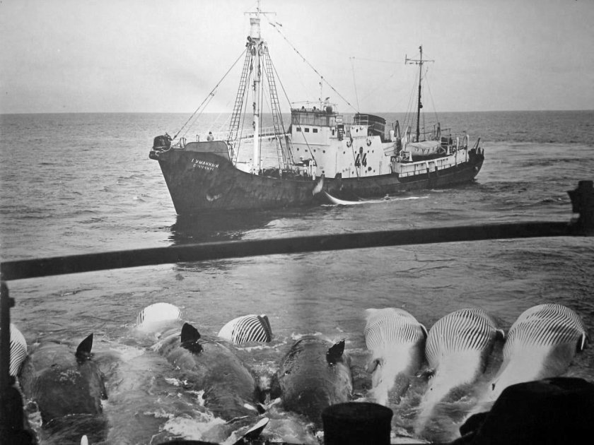 Китобой Гарпунер