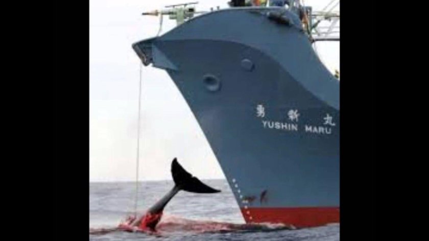 Китобой судно