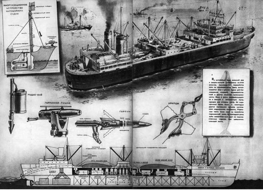 Устройство китобойного судна
