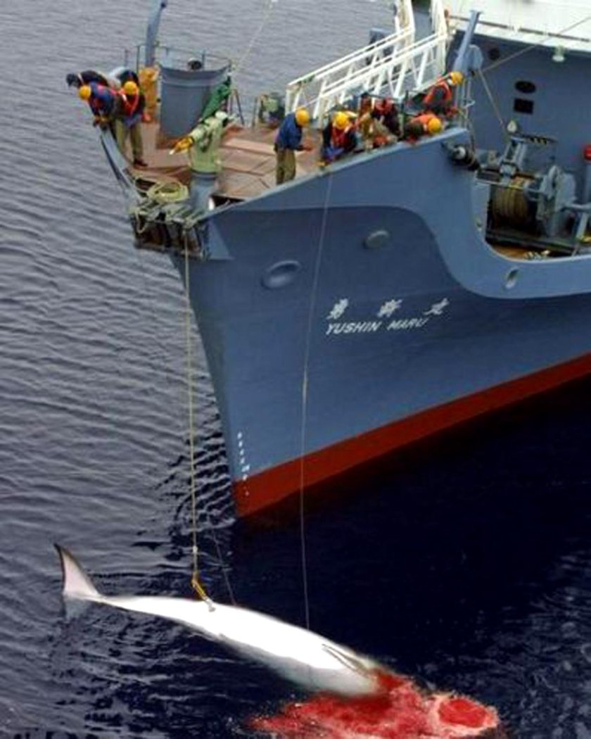 Китобойцы судно