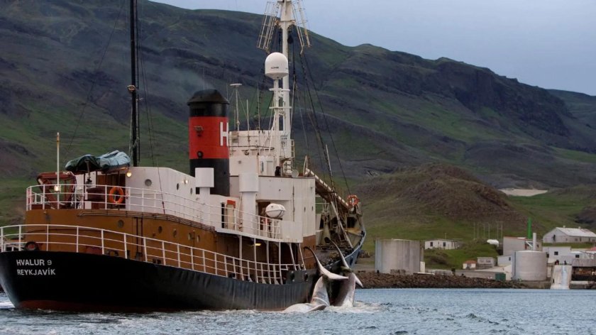 Китобойный промысел в Исландии