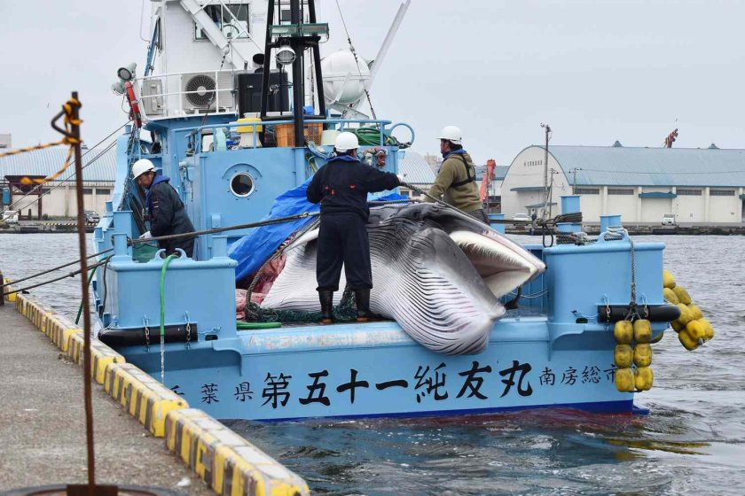 Китобойный промысел в Японии