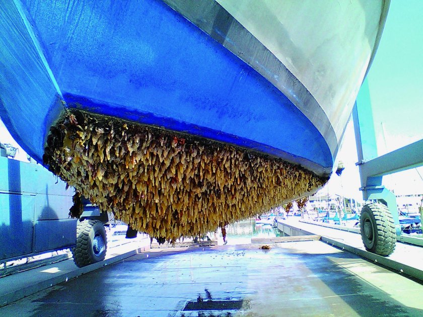 Обрастание днища кораблей