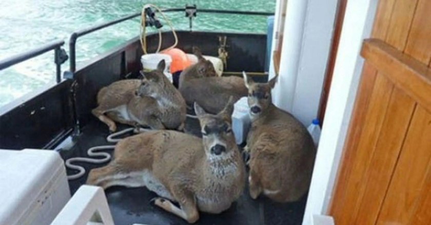 Олени плавают