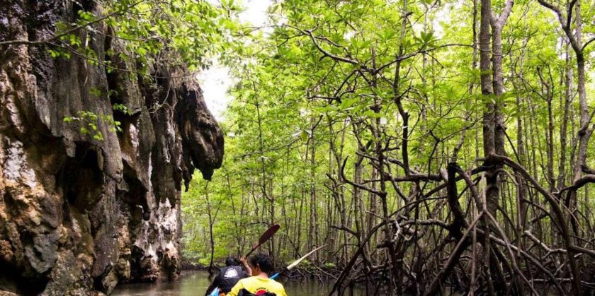 Мангровый лес Краби