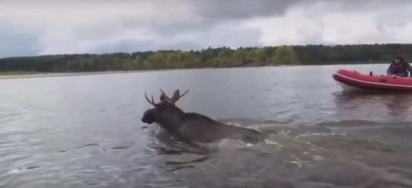 Река лосиха Барнаул