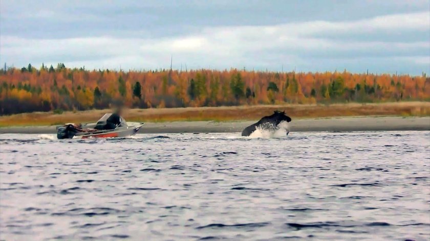 Охота на лося Шурышкарский район