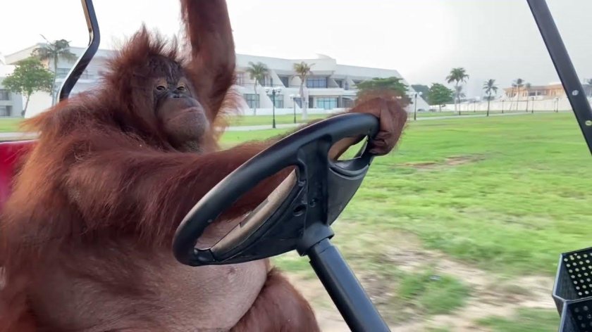 Орангутан за рулем