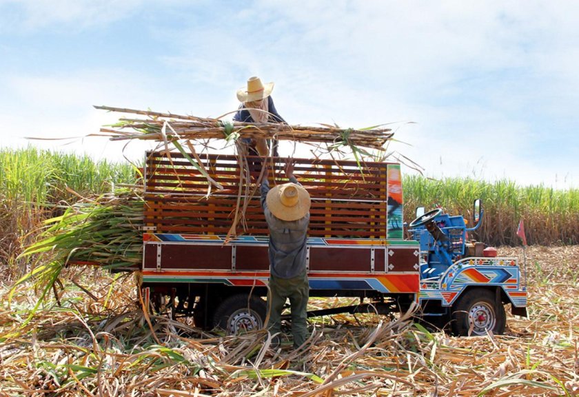 Комбайн для уборки камыша