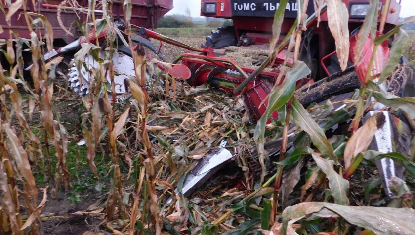 Комбайн в кукурузном поле