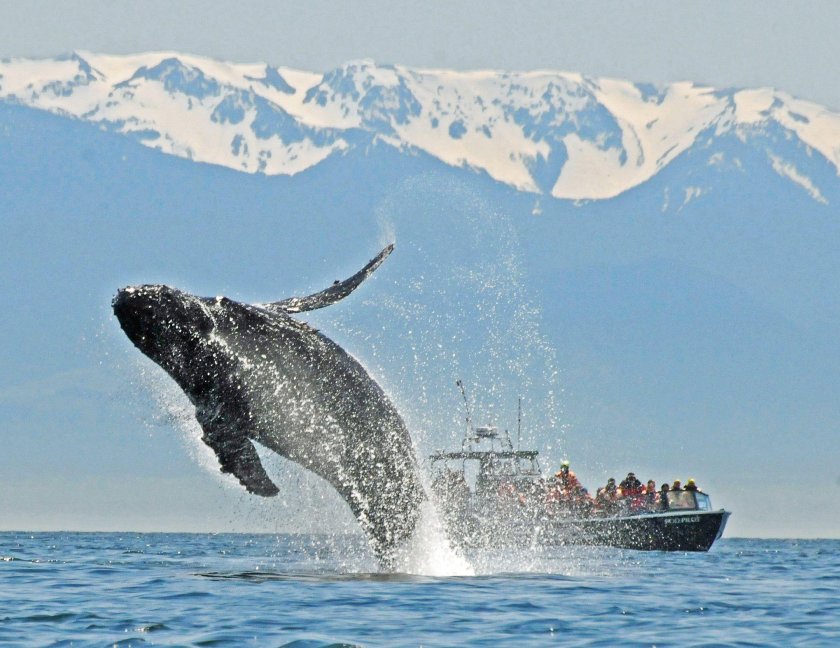 Горбатый кит