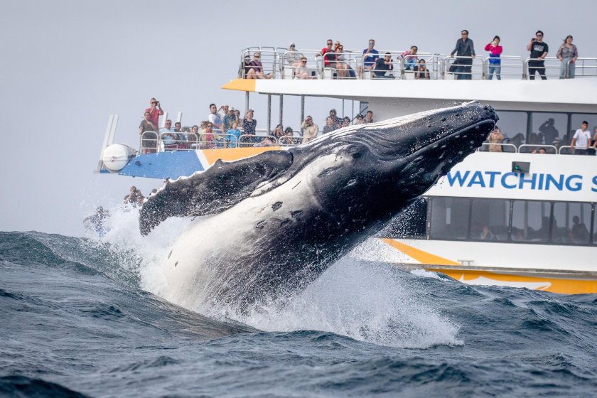 Гигантский кит