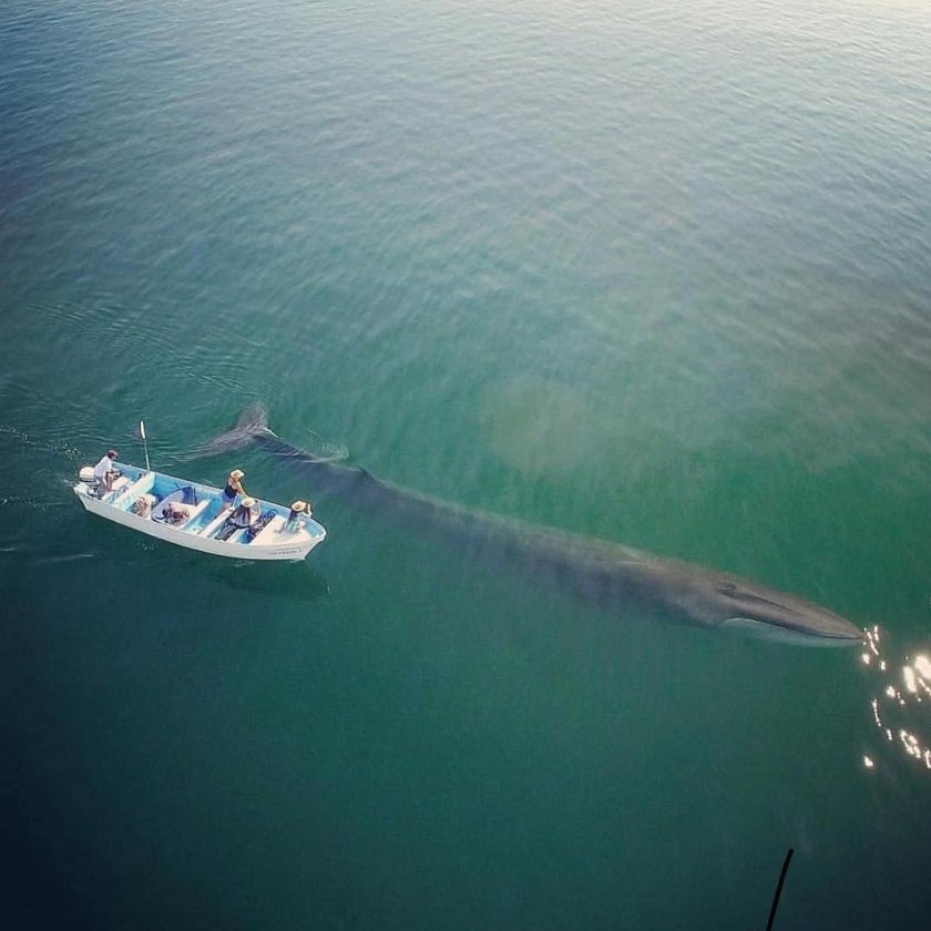 Кит и лодка