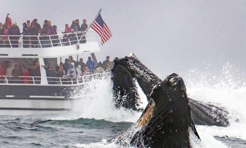 Синий кит и корабль