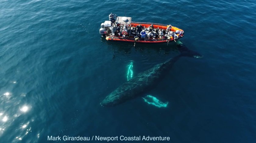 Сезон китов в Доминикане