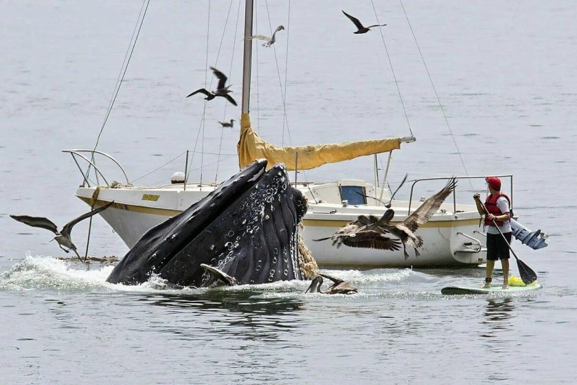 Столкновение китов с судами